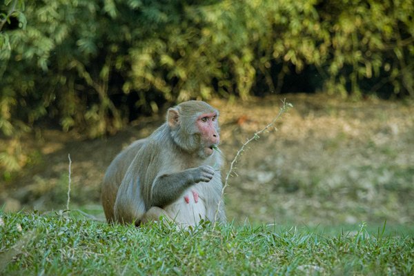 Quels conseils pour choisir un cadeau parfait pour un franc-maçon ?