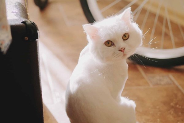 Roue d'exercice pour chats : Le secret d'un matou en pleine forme et heureux